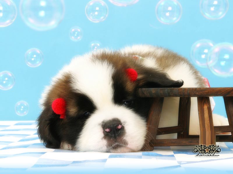Dog Collection